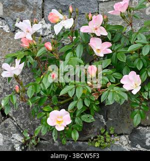 Zarte rosafarbene Frühlingsblumen mit weiträumiger Rose, Rosa Open Arms UK Garden May Stockfoto