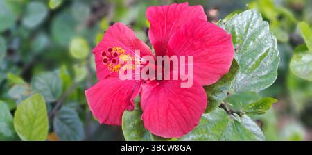 Leuchtende rote Hibiskusblüte mit auffälligen Stigmen und Stamen, die die Schönheit der Natur in einer Gartenumgebung veranschaulichen Stockfoto