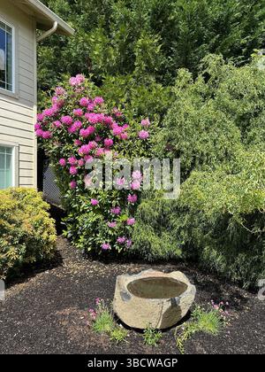 Ein wunderschöner Vogelbadefelsen vor einem Haus mit einem großen Rhododendronbusch. Stockfoto