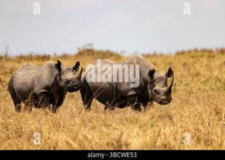 Südliches weißes Nashorn (Nashorn) Stockfoto