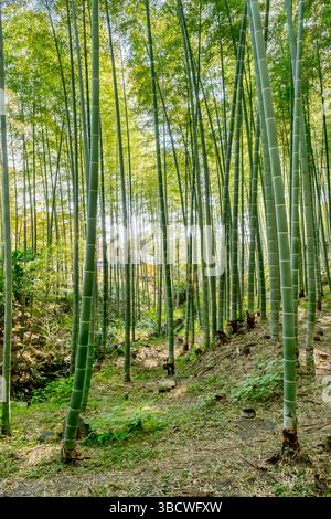 Sagano Bambuswald, Arashiyama, Kyoto, Japan Stockfoto
