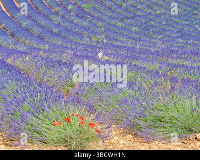 Frankreich, Provence. Lavendelfelder und Mohnblumen. Stockfoto