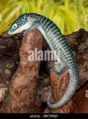 Mexikanische Alligatoreidechse. Stockfoto