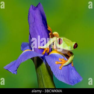Roäugiger Baumfrosch, der auf blauer holländischer Iris ruht Stockfoto