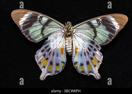 USA, Bundesstaat Washington, Sammamish. Schwalbenschwanz-Schmetterling Stockfoto