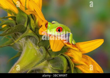 USA, Bundesstaat Washington, Sammamish. Roäugiger grüner Baumfrosch Stockfoto