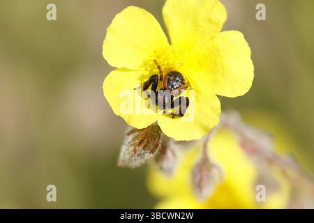 Krabbenspinne Synema globosum auf Rosmarin Helianthemum syriacum Blüte mit Fokus Stapelung, Alcoy, Spanien Stockfoto