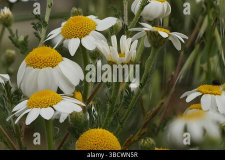 Gruppe deutscher Kamillenblüten (Matricaria chamomilla) mit Foto-Fokus-Stapelung, Alcoy, Spanien Stockfoto