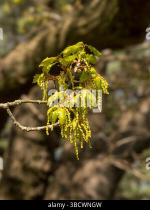 Nahaufnahme der frischen grünen Blätter der Englischen Eiche im Frühjahr (April) in Bradgate Park, Leicestershire, England, Großbritannien Stockfoto