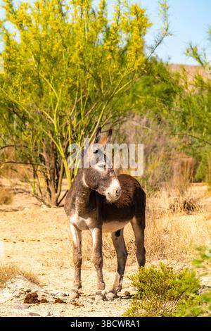 USA, Texas, Big Bend National Park. Männlicher Esel. Stockfoto