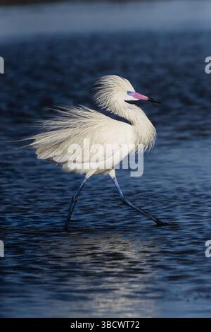 USA, Texas, Cameron County. South Padre Island, (weißer Morph) rötlicher Reiher, die auf Gezeitenebenen fischen Stockfoto