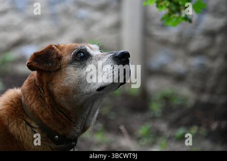 Wunderschöner Ingwer Husky Hund, der mit Mädchen in Herbstfarben spielt. Gefühlspilz von Frau und Fuchshund Nahaufnahme. Mädchen spielt mit weißem rotem Husky in Par Stockfoto