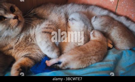Schottische Faltkatze, die ihre Kätzchen auf einer blauen Decke liegend säugt Stockfoto