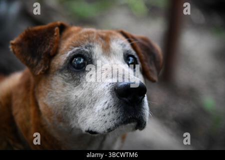 Wunderschöner Ingwer Husky Hund, der mit Mädchen in Herbstfarben spielt. Gefühlspilz von Frau und Fuchshund Nahaufnahme. Mädchen spielt mit weißem rotem Husky in Par Stockfoto