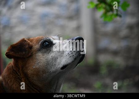 Wunderschöner Ingwer Husky Hund, der mit Mädchen in Herbstfarben spielt. Gefühlspilz von Frau und Fuchshund Nahaufnahme. Mädchen spielt mit weißem rotem Husky in Par Stockfoto