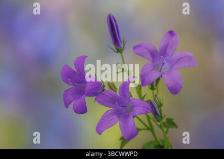 USA, Washington State, Seabeck. Adria Glockenblume Nahaufnahme. Stockfoto