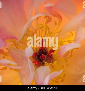 USA, Washington State, Seabeck. Pfingstrosenblüte aus der Nähe. Stockfoto