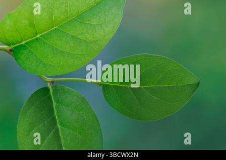 USA, Washington State, Seabeck. Nahaufnahme von Salalblättern. Stockfoto