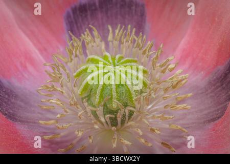 USA, Washington State, Seabeck. Rosa Mohn Nahaufnahme. Stockfoto