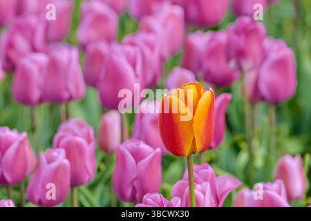 USA, Washington State, Skagit Valley, einsame orange Tulpe unter rosa Tulpen Stockfoto