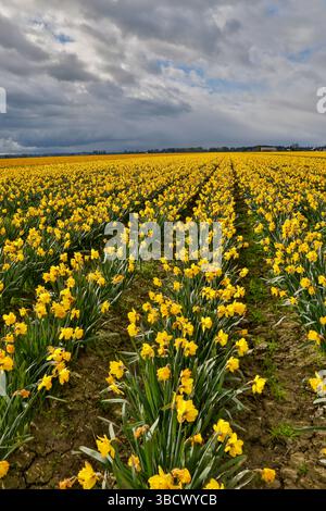 USA, Washington State, Skagit Valley. Gelbe Narzissen, die auf dem Feld wachsen Stockfoto