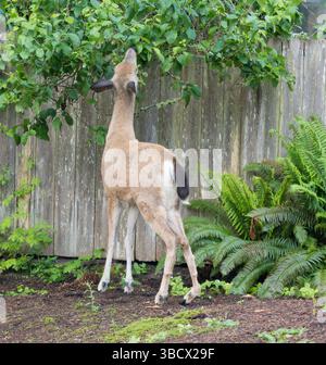 Washington State, Redmond. Schwarzschwanzhirsche, Stadtretwild mit einem verletzten Hinterbein, das auf Birnenblättern wühlt Stockfoto
