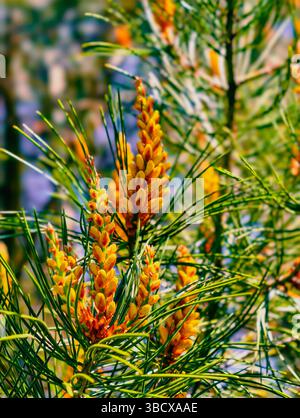 Atemberaubende Nahaufnahme von gelben Kiefernblüten zwischen üppig grünen Kiefernnadeln, die die Schönheit der Natur einfangen, ideal für botanische Projekte und Umweltthemen Stockfoto