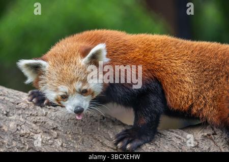 Roter Panda (Ailurus fulgens) klettert auf Baumäste, vom Aussterben bedroht, Tier im Zoo Stockfoto