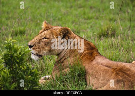 Nahaufnahme eines Löwen, der im Gras liegt und intensiv starrt Stockfoto