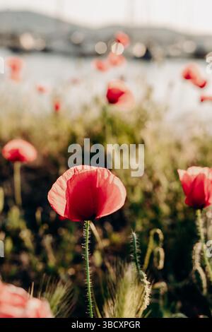 Mohnblumen tanzen in warmem goldenem Licht neben einem See mit verschwommenen, fernen Hügeln poetische Szene mit Nostalgie Ruhe flüchtige Schönheit, gefangen in Traumwelt Stockfoto