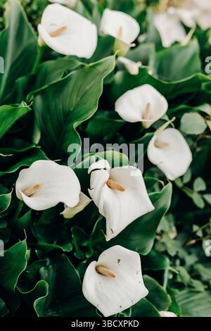 Elegante weiße Calla-Lilien, die zwischen üppig grünen Blättern blühen, symbolisieren Reinheit Frieden und zartes Gleichgewicht, das in hellem natürlichem Licht in einer ruhigen Atmosphäre erfasst wird Stockfoto