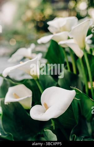 Eine Gruppe blühender weißer Calla-Lilien in üppig grünem Laub symbolisiert Ruhe und Reinheit in einer natürlichen Gartenumgebung, die perfekt für die Natur ist Stockfoto