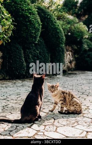 Zwei Katzen sitzen auf sonnigem Steinweg zwischen grünen Gartenbüschen, eine dunkel abgewandt, eine Licht mit Flecken zur Kamera, natürlicher Moment der Katze Stockfoto