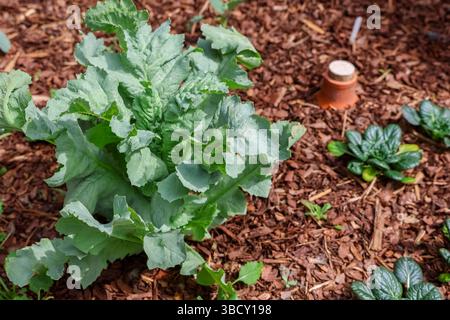 Nahaufnahme einer Salatpflanze, die in einem mit Holzspänen bedeckten Gartenbeet gedeiht und nachhaltige Bewässerung mit Olas zeigt Stockfoto