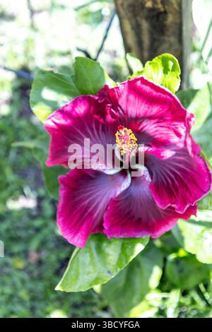 Große dunkelrote Blüte einer schwarzen Drachenart von Hibiskusblüten im Frühling im Südwesten Floridas. Stockfoto