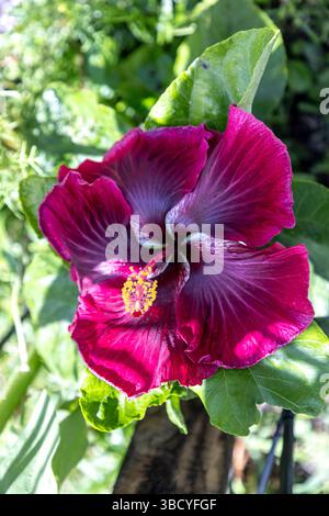 Große dunkelrote Blüte einer schwarzen Drachenart von Hibiskusblüten im Frühling im Südwesten Floridas. Stockfoto