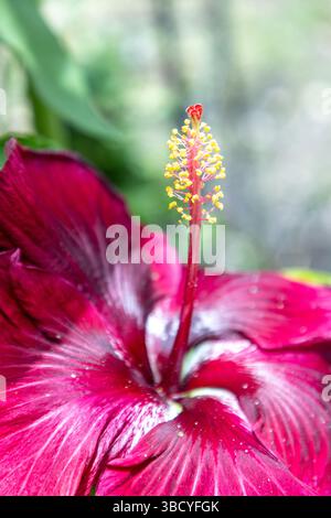 Große dunkelrote Blüte einer schwarzen Drachenart von Hibiskusblüten im Frühling im Südwesten Floridas. Stockfoto