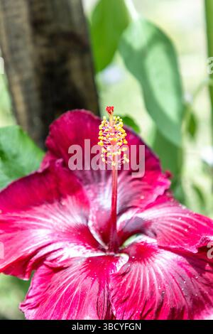 Große dunkelrote Blüte einer schwarzen Drachenart von Hibiskusblüten im Frühling im Südwesten Floridas. Stockfoto