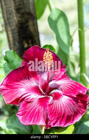 Große dunkelrote Blüte einer schwarzen Drachenart von Hibiskusblüten im Frühling im Südwesten Floridas. Stockfoto