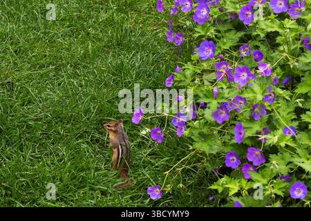 Tamias striatus - Chipmunk auf der Suche nach verschüttetem Vogelsamen im Grasrasen neben Geranium incanum „Johnson's Blue“ - Kranzschnabelblüten im Hinterhof. Stockfoto