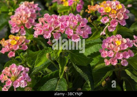 Nahaufnahme von Lantana „Havanna Sunset“ - Sträucher Verbene im Sommer. Stockfoto