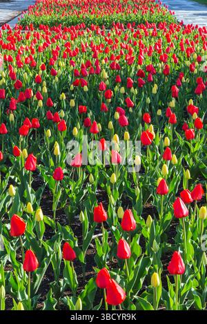 Hochbeet aus roten und gelben Tulipa - Tulpenblüten im Frühling, Parc des Lions, Terrebonne, Quebec, Kanada. Stockfoto