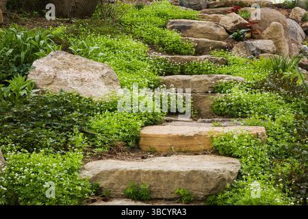 Natursteinstufen, die von weißen Asperula odorata - Holzblüten und Geranium - Kranzschnabelpflanzen im schrägen Garten im Frühjahr begrenzt werden. Stockfoto