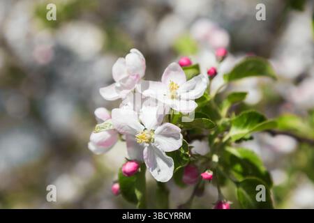 Nahaufnahme des weißen und rosafarbenen Malus – „Richelieu“ – Apfelblüten und Knospen im Frühjahr. Stockfoto
