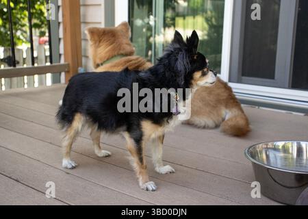 Zwei Hunde schauen in entgegengesetzte Richtungen auf dem Deck eines Hauses. Ein chihuahua im Vordergrund sieht nach rechts und ein Chow Mix im Hintergrund nach links. Stockfoto