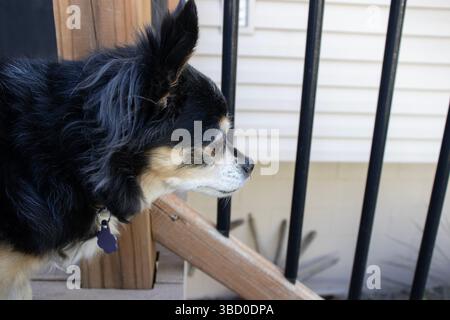 Ein niedlicher, schwarzer, langhaariger chihuahua-Hund im Profil, der oben auf der Treppe steht und neugierig von einer Terrasse im hinteren Teil eines Hauses aus blickt. Stockfoto