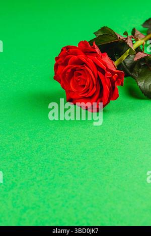 Eine frische rote Rose ruht auf einem hellgrünen Hintergrund. Die weichen Blütenblätter und die satten Farben bilden einen schönen Kontrast zur lebendigen Kulisse und unterstreichen das El Stockfoto