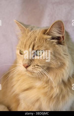 Nahaufnahme Porträt einer langhaarigen Ingwerkatze Stockfoto