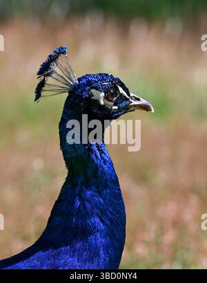 Berlin, Deutschland. Mai 2025. Ein Pfau spaziert durch eine natürliche Wiese im Schloss auf Peacock Island. Der Palast wird am 25. Mai nach seiner vollständigen Renovierung wieder für Besucher geöffnet. Die Stiftung Preußische Schlösser und Gärten Berlin-Brandenburg (SPSG) hat die im September 2021 begonnene komplette Renovierung des Schlosses auf der Berliner Pfaueninsel abgeschlossen. Quelle: Jens Kalaene/dpa/Alamy Live News Stockfoto