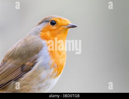 Europäischer Rotkehlchen [ Erithacus rubecula ] Nahaufnahme Porträt Stockfoto